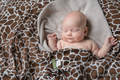 Swaddle Blanket - GIRAFFE BROWN & CREAM (grade B) #babywearing